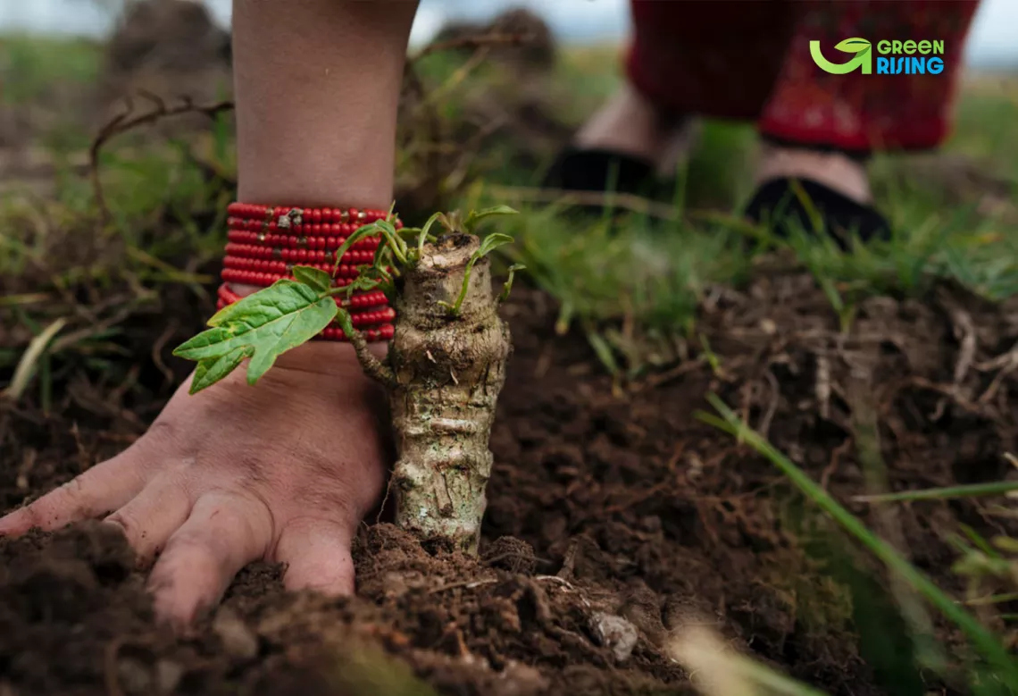 Hand of a young girl shown in close-up next to a planted sapling