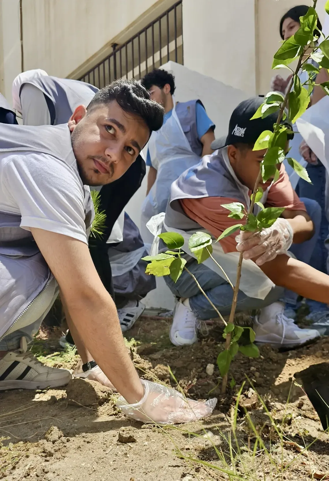Ali is planting a sapling.