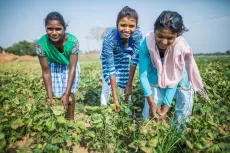 &nbsp;Adoloscent girls symbolically work on a farm &nbsp;breaking the taboo of not working in the forms during mesuration. &nbsp;The girls learnt about the physiology of mesuration during a session on Peer Education organised by Srijam Foundation as part of Menstrual Health and Hygiene Management for Adolescents Girls project (MAHIMA) an initiative of UNICEF in Khatri Khatanga.